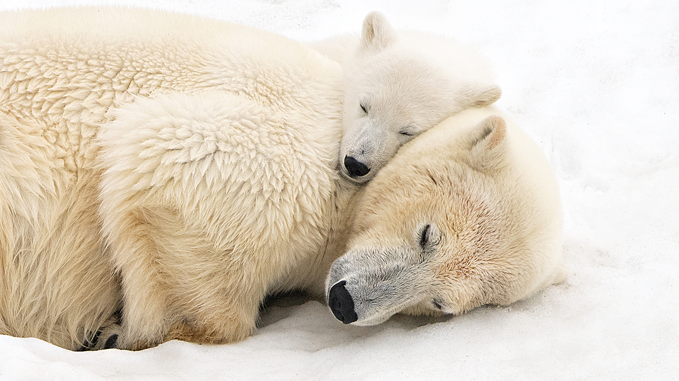A polar bear and its cub cuddle together on a snowy surface, showcasing a tender moment of bonding