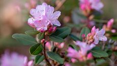 pink rhododendron shrub