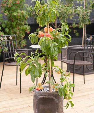 container peach tree on decking