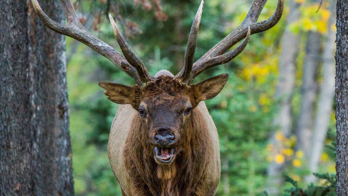 Watch beautiful bull elk enthusiastically rounding up cars on Canadian highway