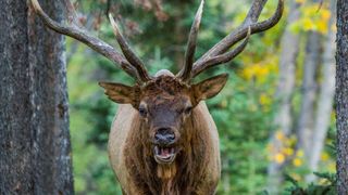 Front-on view of bull elk
