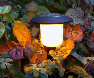 Close up of a solar stake light surrounded by ground cover plants