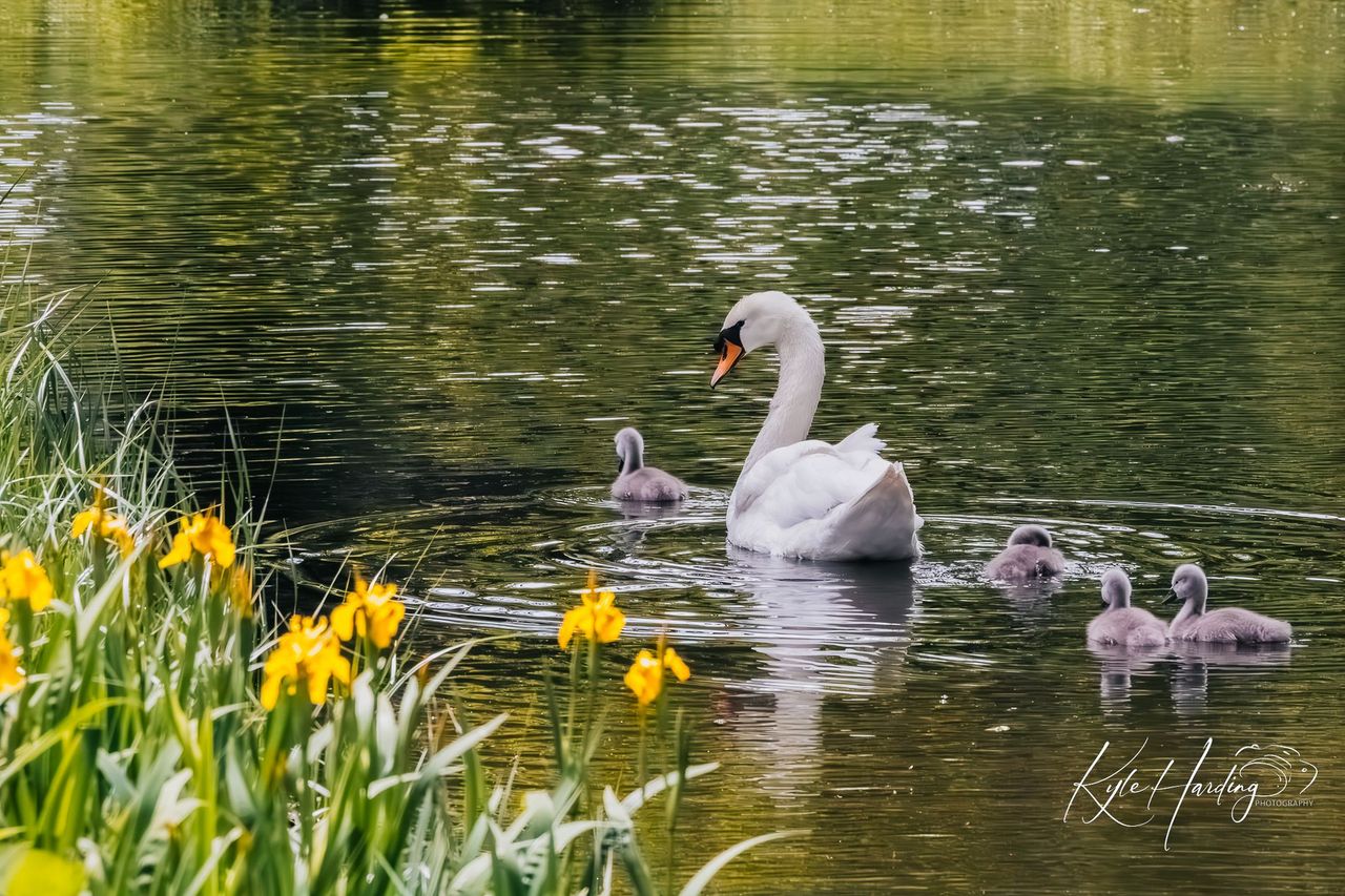 GuruShots - February 2026