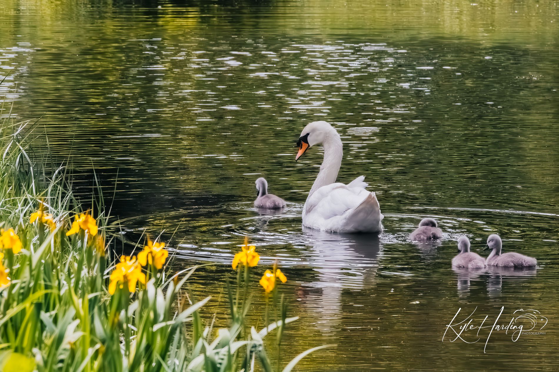 GuruShots - February 2026