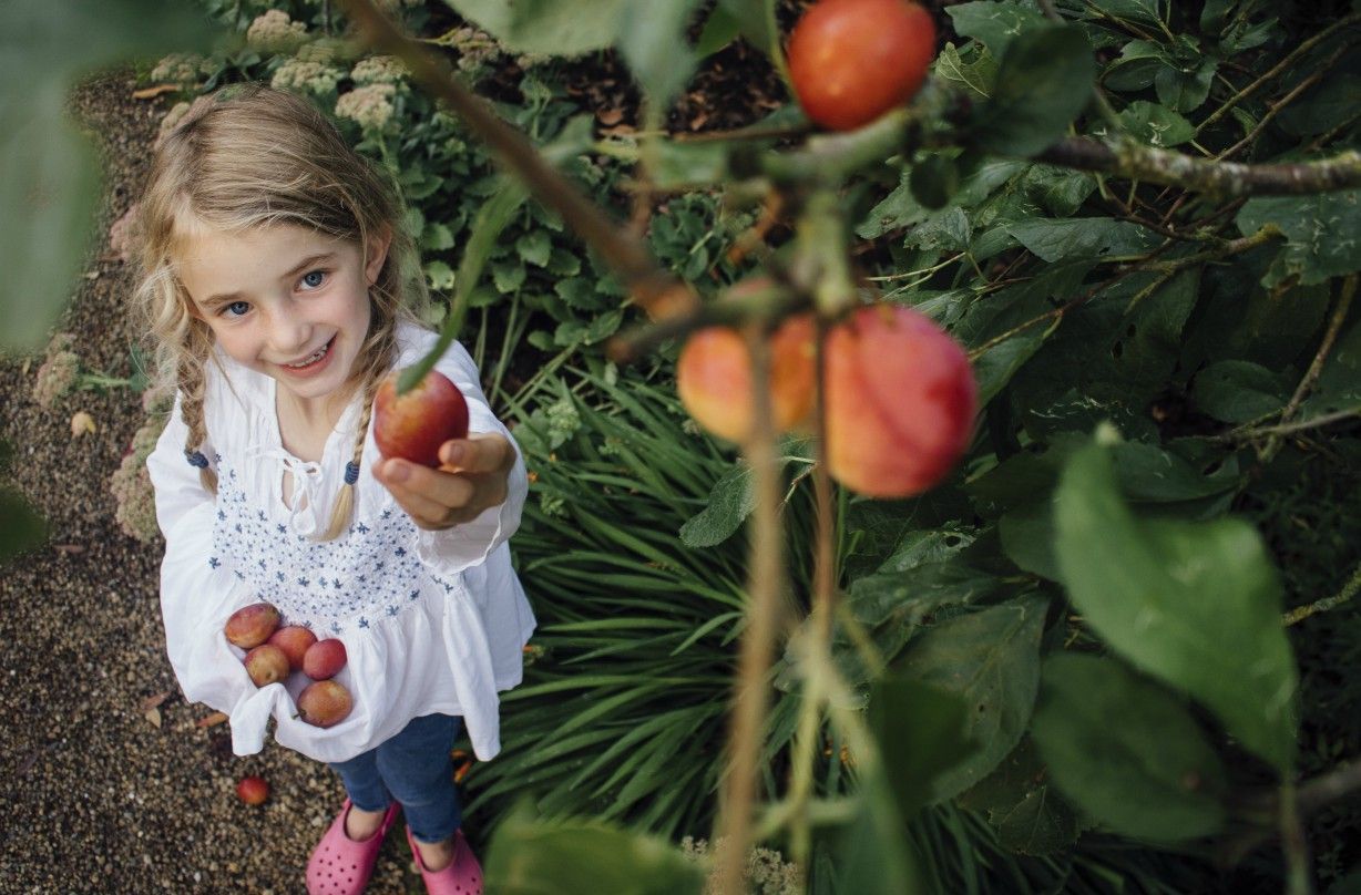 Plum picking