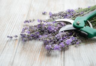 A bunch of cut lavender and pruning shears