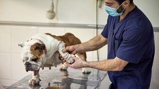 Bulldog being examined at vet