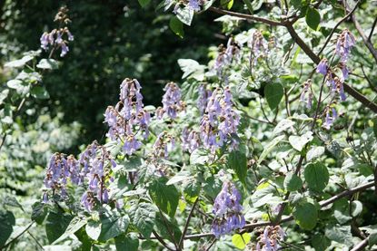 paulownia 