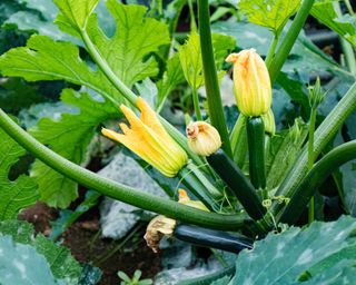 courgettes growing
