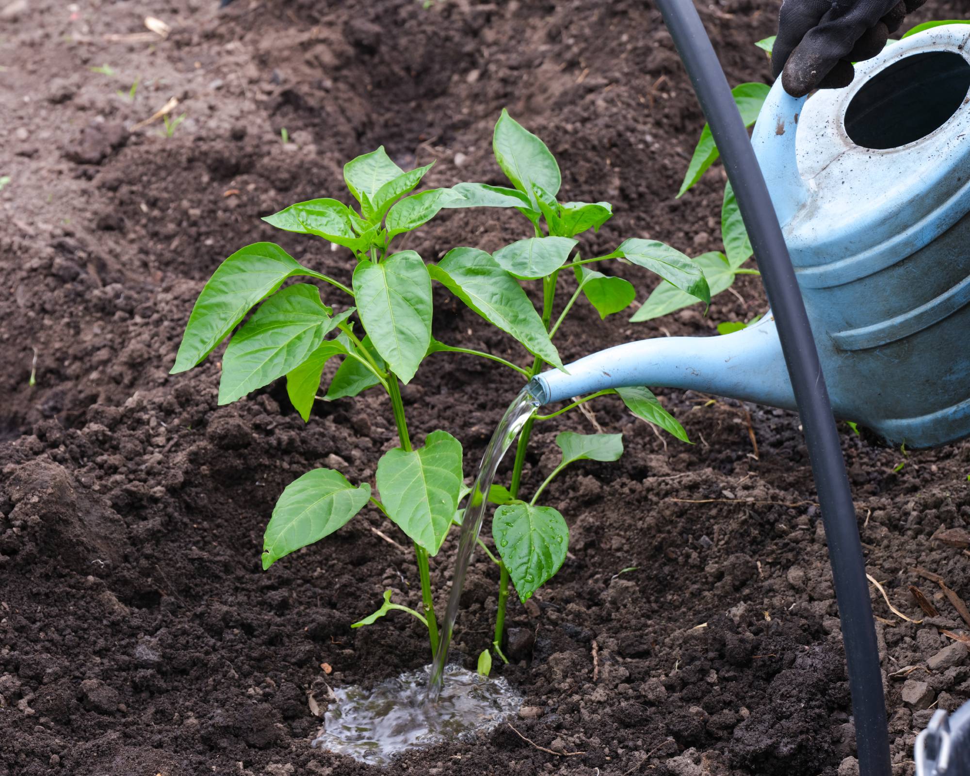 Watering jalapeno pepper plants
