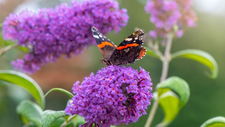 how to prune buddleia seen with a butterfly on the purple flowers