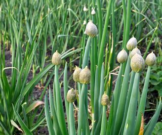 developing flowers on onion crop