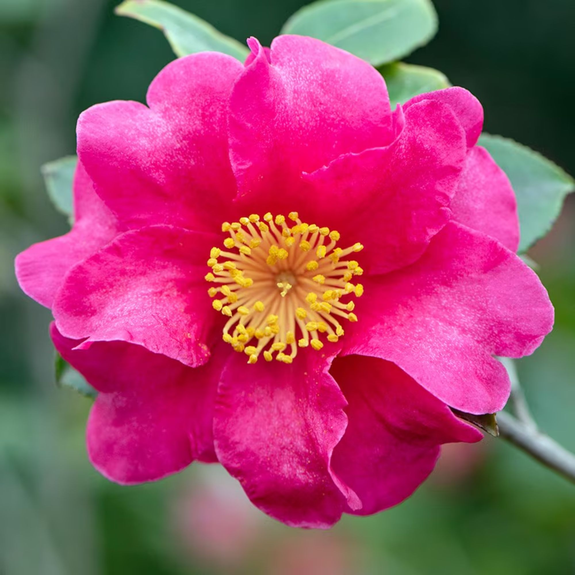 Camellia plants available to buy