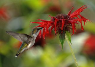 Ruby-throated hummingbird, hummingbird, bird,