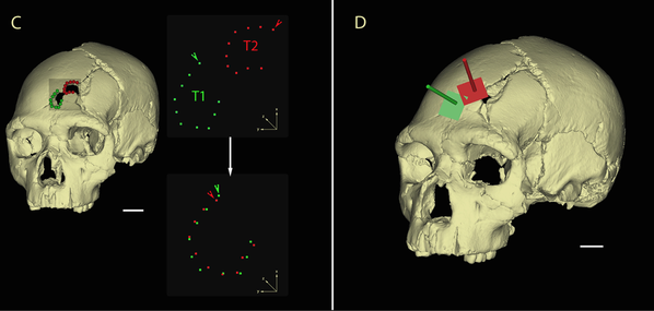 The skull in question