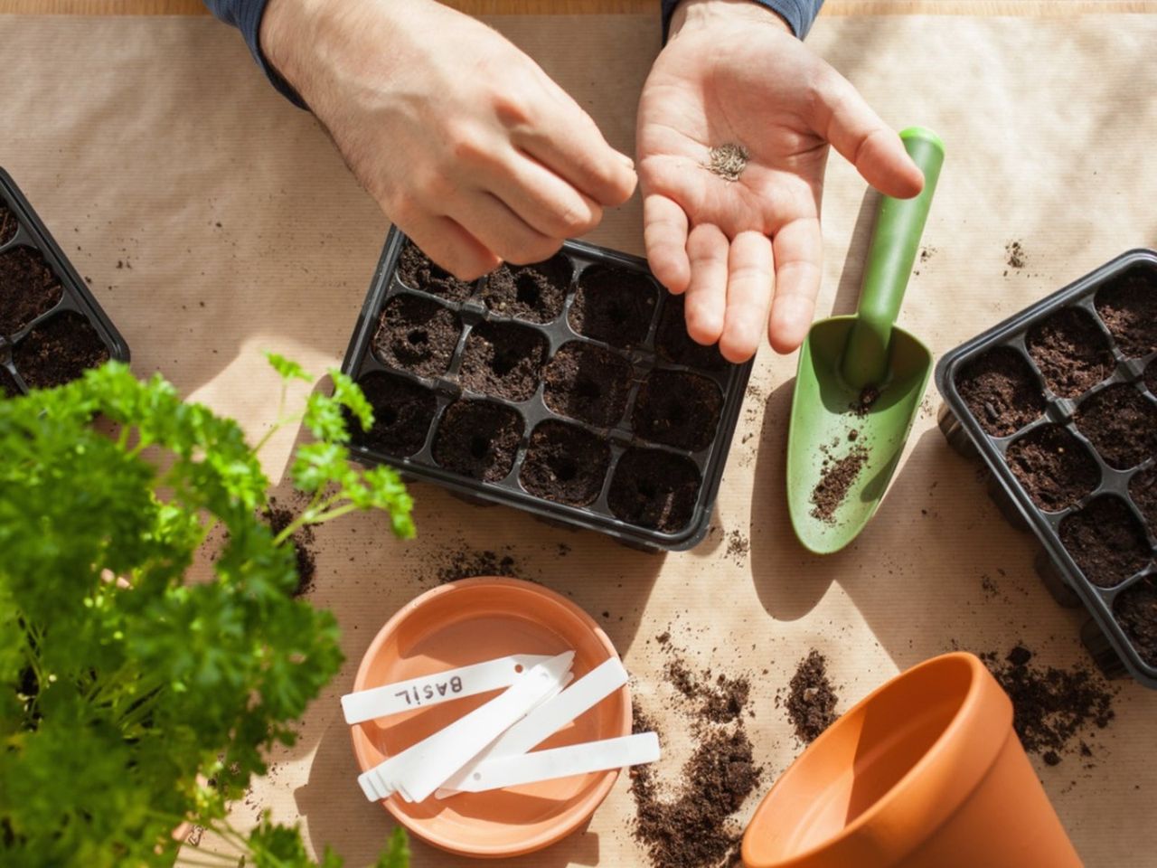 Germinating Of Seeds Into Containers