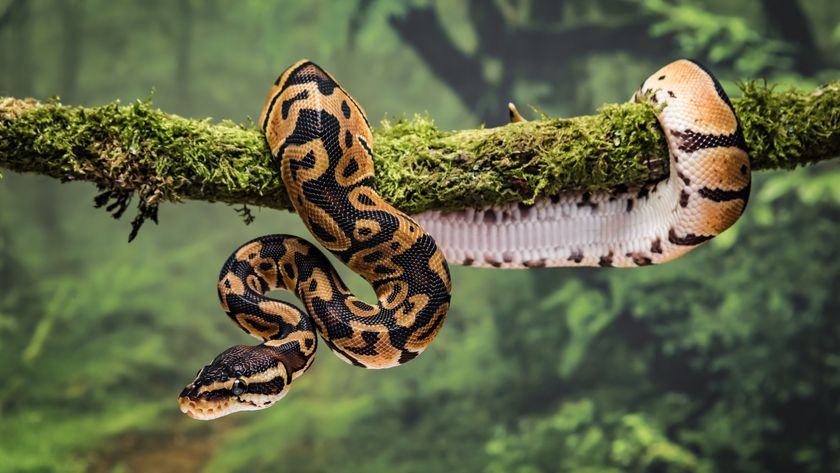 a royal python curled around a branch in the jungle