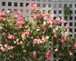 Wild roses growing against a white trellis fence