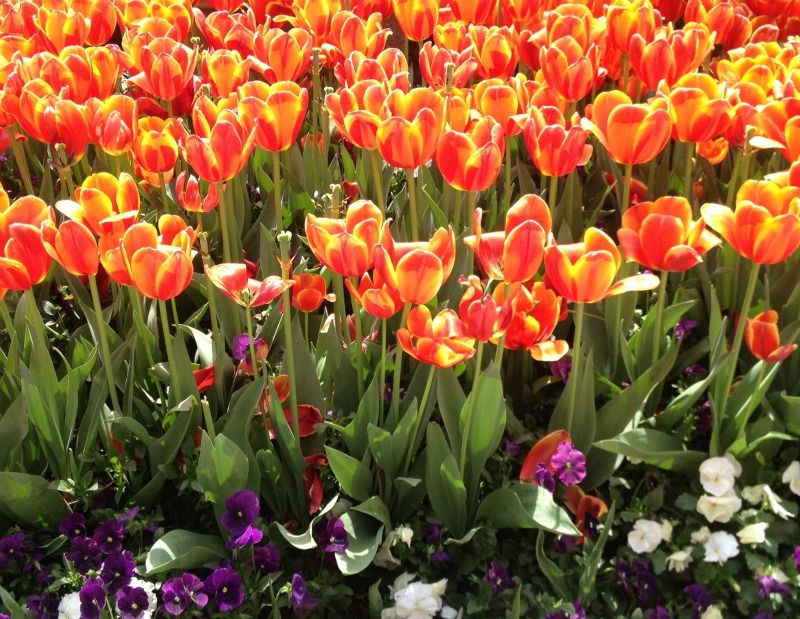 Why Pollen Is So Bad Right Now ? ? Allergy Season Triggers Live Science