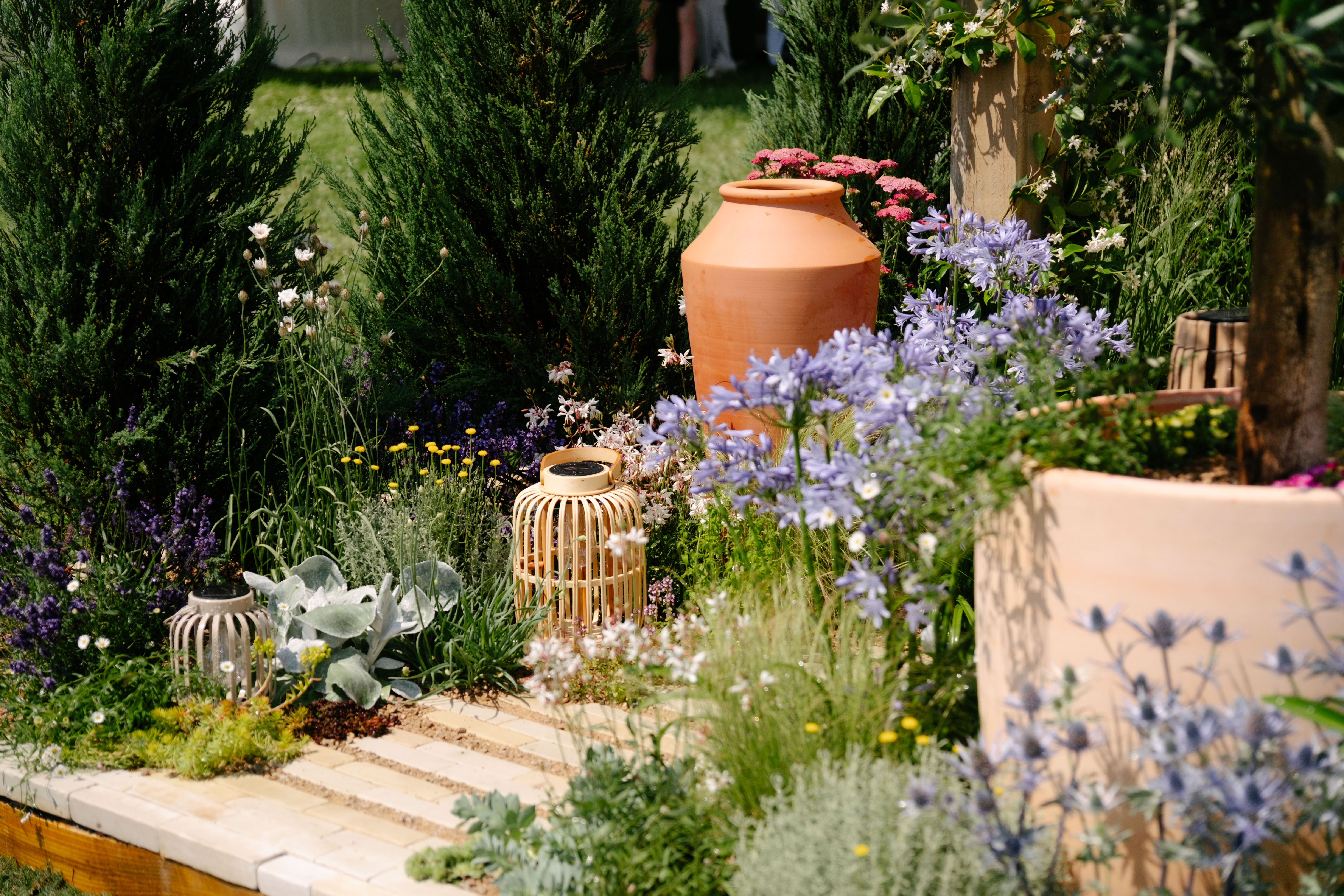 agapanthus plants next to terracotta pots