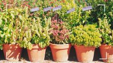 picture of various potted plants in terracotta pots