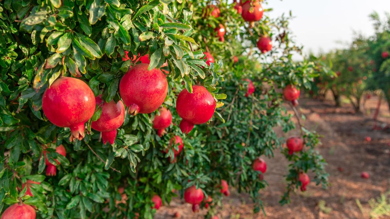 Pomegranates growing on a tree