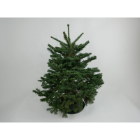 Green Fir 4' Fresh Cut Christmas Tree: was $120 now $99 @ Wayfair