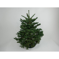 Green Fir 4' Fresh Cut Christmas Tree: was $150 now $116 @ Wayfair