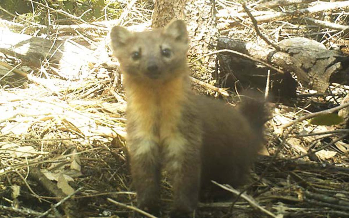 The Humboldt marten