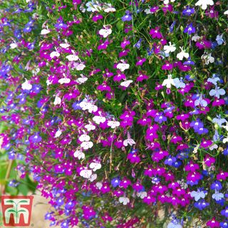 Hanging basket with purple and white ditsy trailing flowers