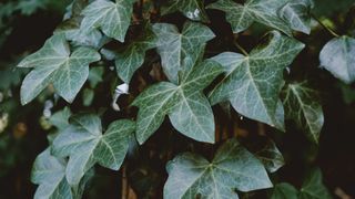 ivy leaves