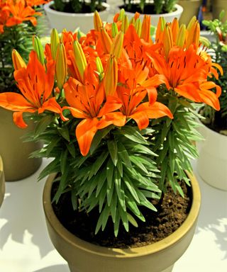 Orange-flowered lilies growing in a pot