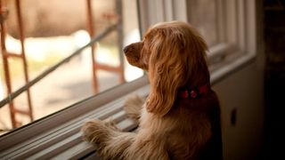 dog home alone looking out of a window waiting for its owner