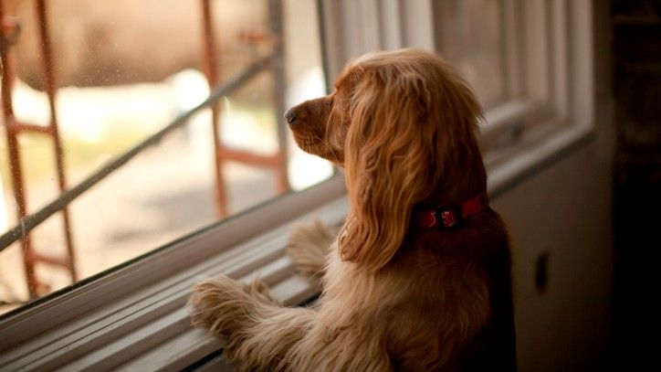 dog home alone looking out of a window waiting for its owner