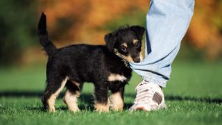 Puppy biting man's jeans