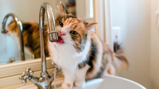 Calico cat drinking out of bathroom tap
