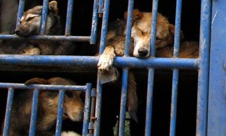 A truck carrying dogs on the outskirts of Beijing