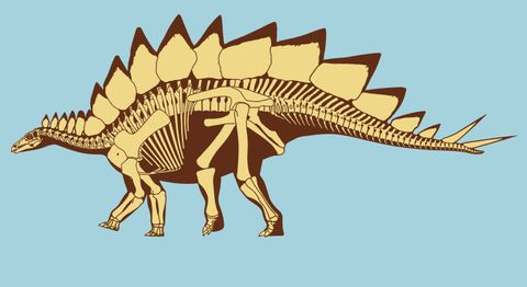 stegosaurus bony plates tiny brain