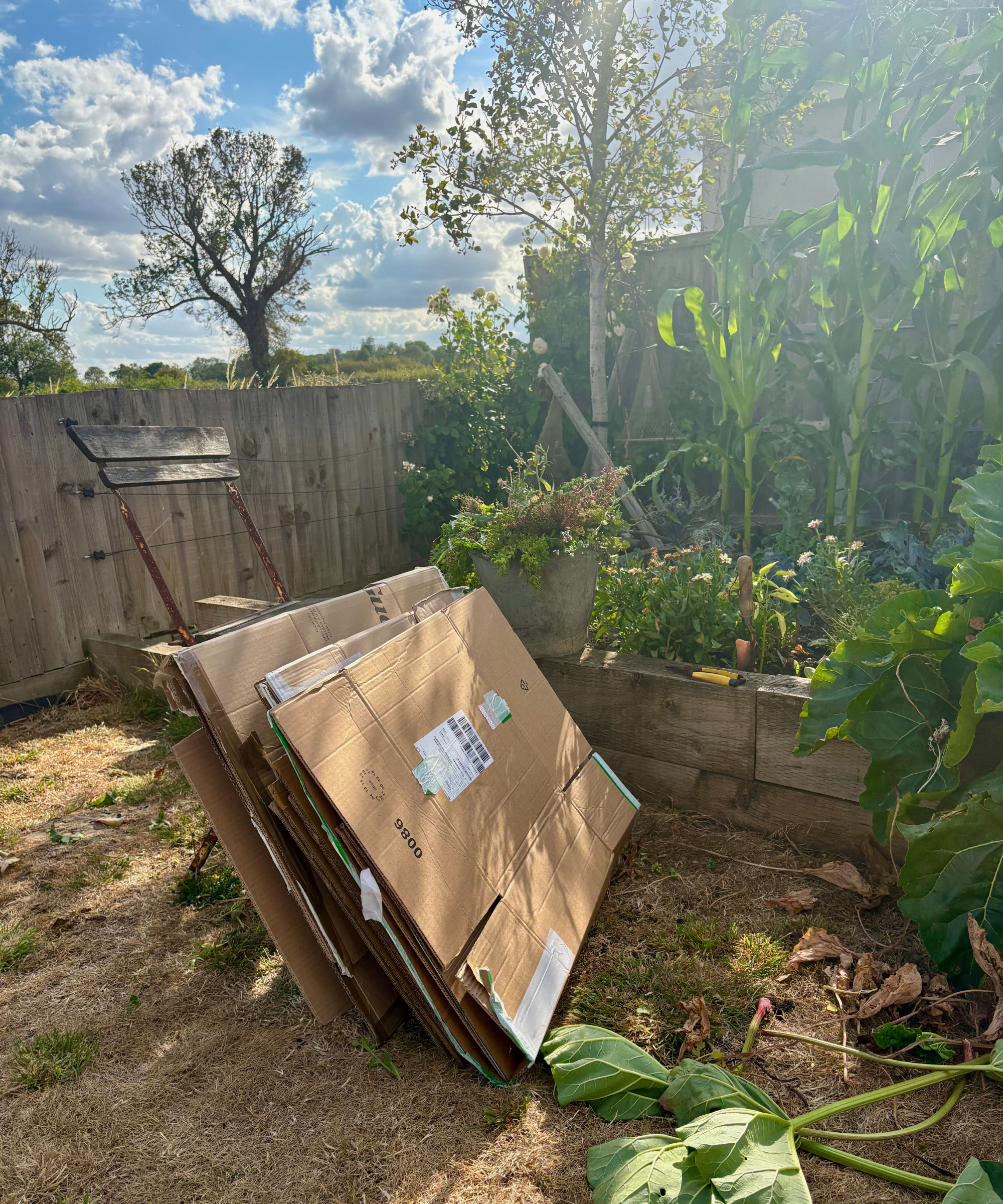 Recycled cardboard boxes being used as a sustainable mulch on a vegetable bed