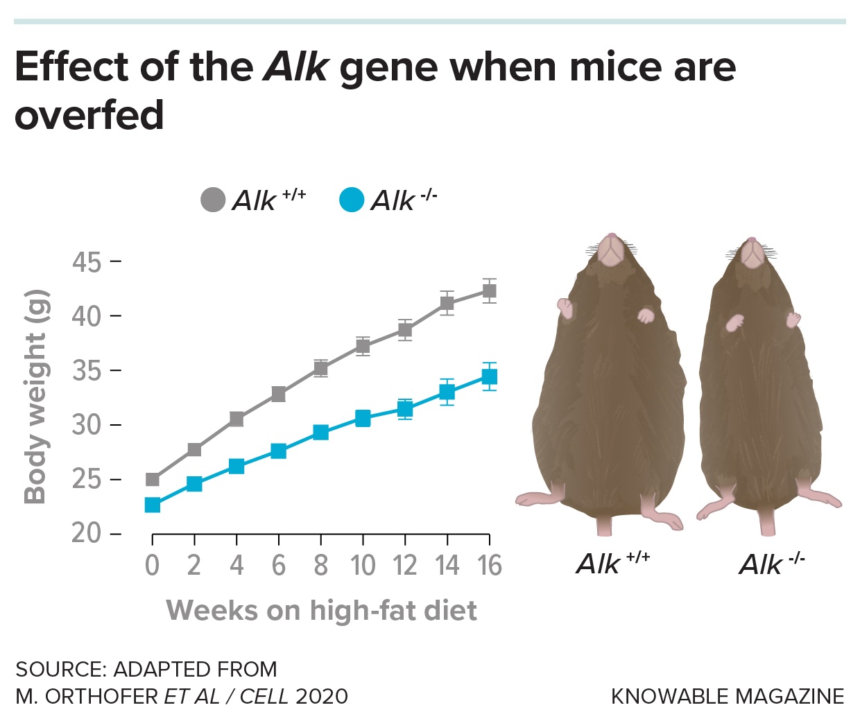 A diagram showing how mice with the Alk gene gain weight faster when overfed