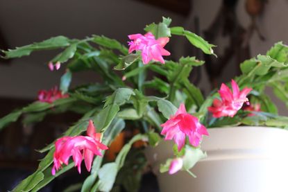 Close up of a Christmas cactus with pink flowers