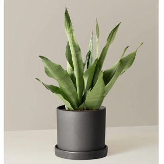 a moonshine variety of snake plant in a grey ceramic pot sat on a beige table indoors