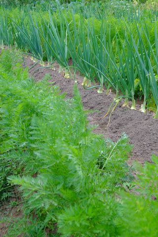 Carrots and onions growing next to each other in soil
