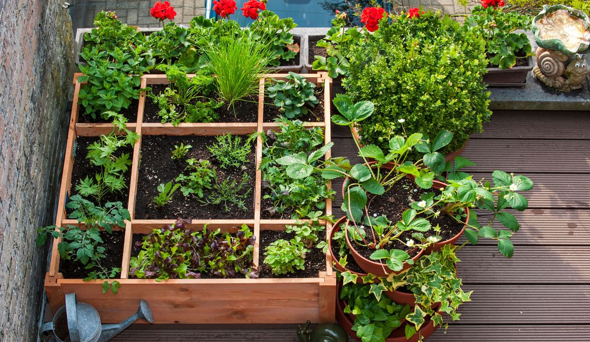 How to start a balcony garden – 18 tips for the small space grower ...