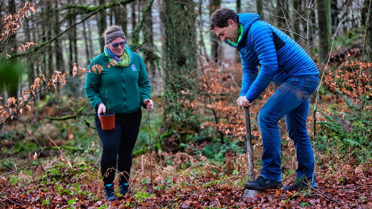 tree planting in staveley woods