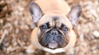 do french bulldogs shed