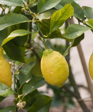 Lemon 'Garey's Eureka fruit