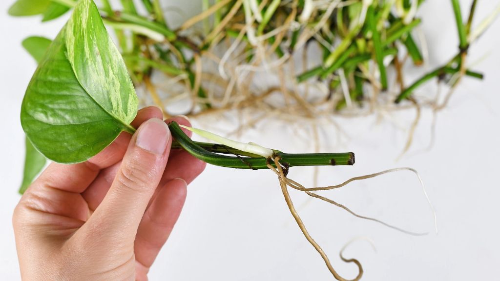 cutting of houseplant pothos 