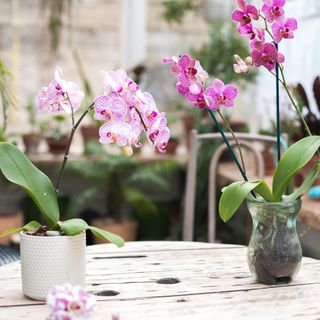 Two orchid plants in pots on wooden table