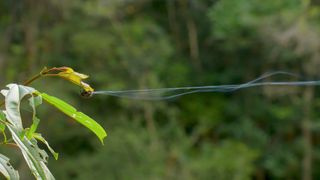 The tiny Darwin's bark spider can shoot its web a distance of 82 feet (25 meters).